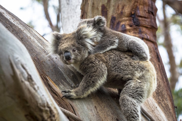 Wild koala seen along the way to Cape Otway Lightstation Melbourne Australia Great Ocean Road