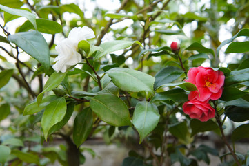 Camellia japonica red and white flowers