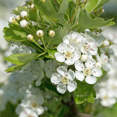 Blühender Weißdorn, Crataegus