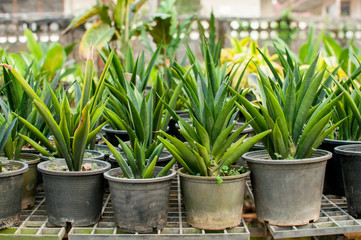 Green plant with black pot in the garden