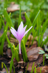 Colchicum laetum steven or autumnale purple flower in green grass
