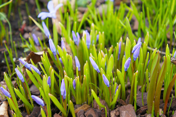 Lucile's glory-of-the-snow or chionodoxa luciliae blue buds with green grass