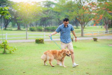 Man in the blue shirt walking the golden retriever dog in the garden