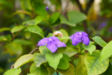 Brunfelsia latifolia purple flowers with green foliage