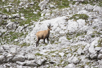 Gämse in Felslandschaft