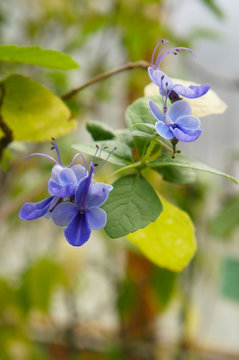 Clerodendrum ugandense or rotheca myricoides or blue butterfly bush flowers vertical