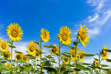 Beautiful sunflowers against the sky