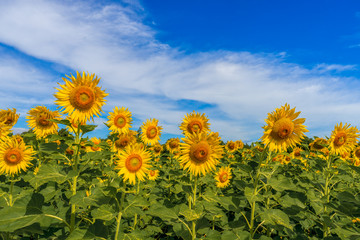 Beautiful sunflowers against the sky