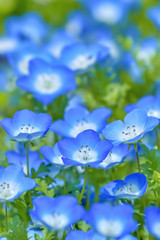 Obraz premium Nemophila/ネモフィラの花