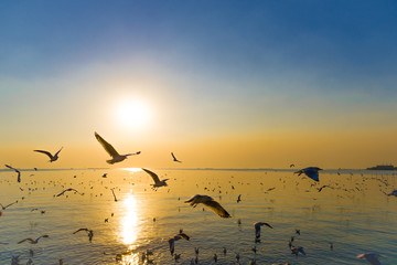 Migratory Seagulls birds flying during sunset on the beach at Bangpu, Samutprakarn Thailand