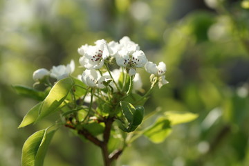 Fototapeta premium White pear tree flowers