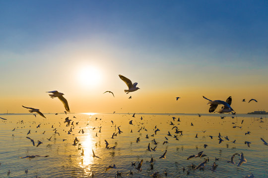 Migratory Seagulls birds flying during sunset on the beach at Bangpu, Samutprakarn Thailand