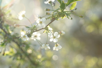 White flowers of a cherry tree