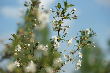 White flowers of a cherry tree