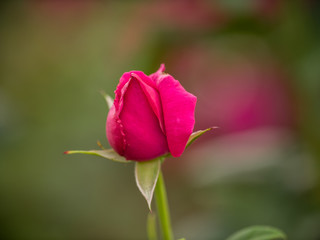 Red Rose 2