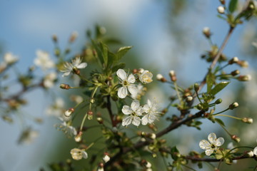 White flowers of a cherry tree