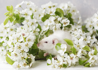 Close-up photo of litle cute white rat in Beautiful Flowering Cherry Tree branches