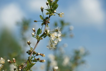 White flowers of a cherry tree