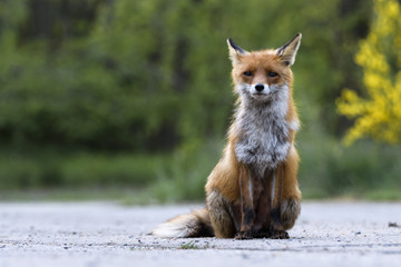 Naklejka na ściany i meble Ein weiblicher Fuchs , Fähe , sitzt auf der Strasse 