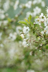 White flowers of a cherry tree