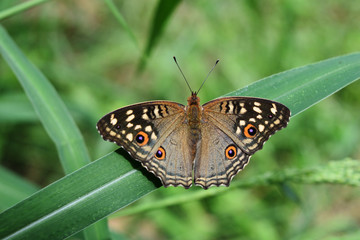 The pattern similar to the eyes on the wings the butterfly, The Lemon Pansy  ,Junonia lemonias,Insect on leaf with natural green background , Thailand 