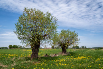 Wiosna na Podlasiu