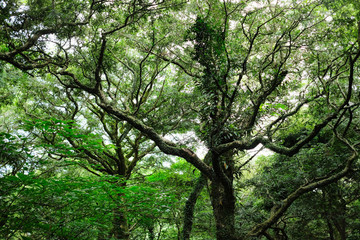 Bijarim Forest. The Largest Single Species Forest in the World. Jeju, Korea.