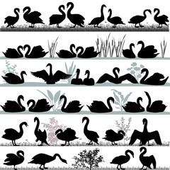 Silhouettes of swans outdoors and floating on water