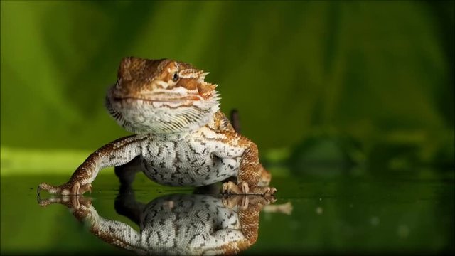 Agama the bearded-house pet. The process of feeding lizards insects worm