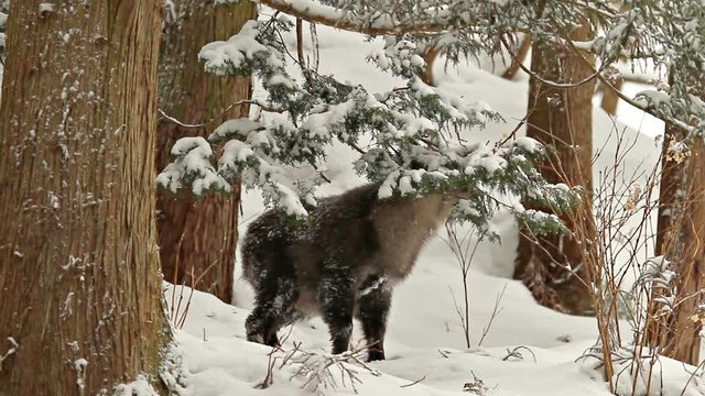 A Japanese Serow in the mountains of Japan