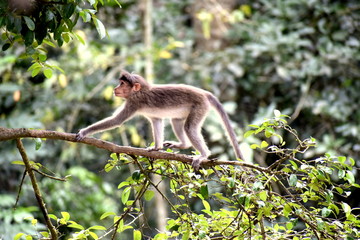 Rhesus macaque Monkey