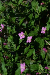Pink evening primrose