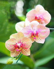 Beautiful purple and yellow orchid flower - phalaenopsis.