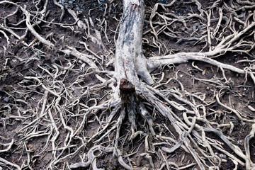 Dry roots of old tree on black soil.