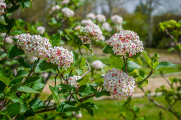Fragrant snowball (Viburnum x Carlcephallum) on a spring morning in Alcalá de Henares.