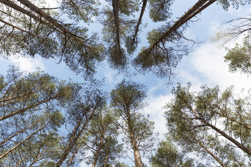 Trees in a forest. Looking up