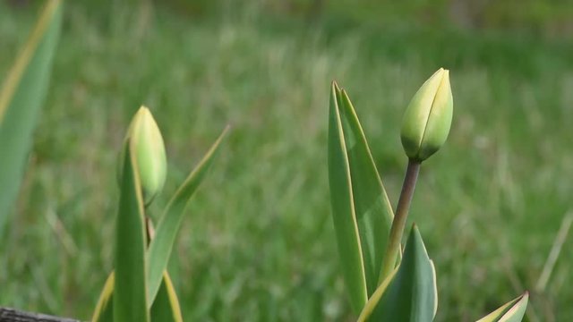 Beautiful untouched buds of yellow tulips in the garden in the spring