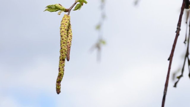 Beautiful earrings from a birch are heard by a wind on branches in the spring
