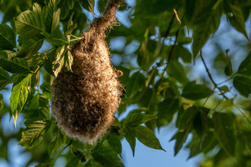 Eurasian penduline tit nest