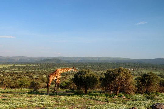 Masai Giraffe eats leaves in savannah