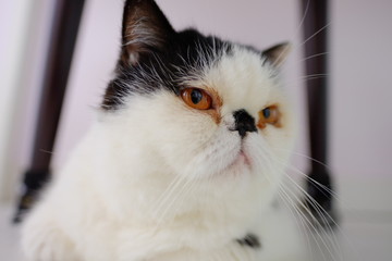 Cute Exotic Shorthair cat (Persian kitten) in black and white color