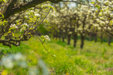 apple garden with blossoming trees