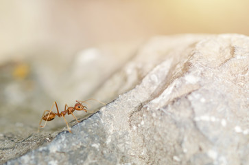Red ant,Weaver Ants (Oecophylla smaragdina)