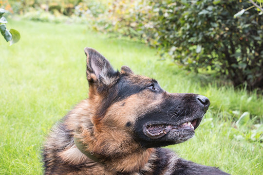 Dog German Shepherd outdoors in a summer