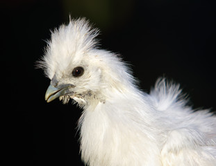 Detail of head White silk chicken