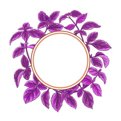 basil plant vector frame