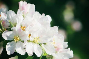Apfelbaumblüten im Garten