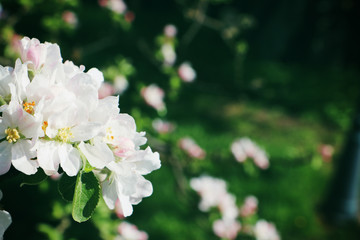 Apfelbaumblüten im Garten