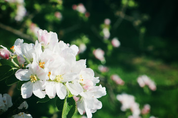 Apfelbaumblüten im Garten