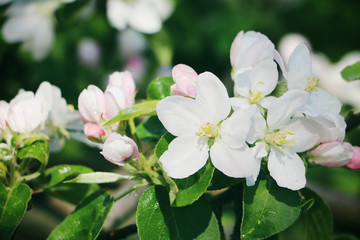 Obraz premium Apfelbaumblüten Nahaufnahme 